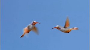 Удивительное пение колибри.