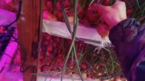 Лук на перо. Лук на минвате. Лук на опилках