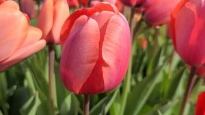APRICOT IMPRESSION | TULIPS | SPRING FLOWERS