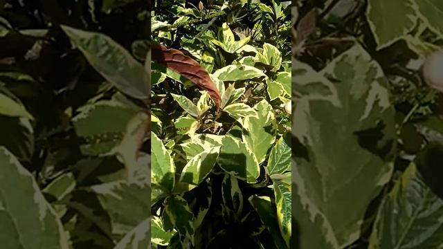 HOW TO PLANT VARIEGATED BAGAUAK OR CLERODENDRUM