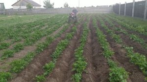 Окучиваем картошку двойным окучником для мотоблока. 2021г. Июнь.