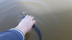 Рыбалка на Каме 2017 Усть-Бельск.