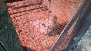 Курица чихает, хрипит. Через день всё проходит. Даю... ?