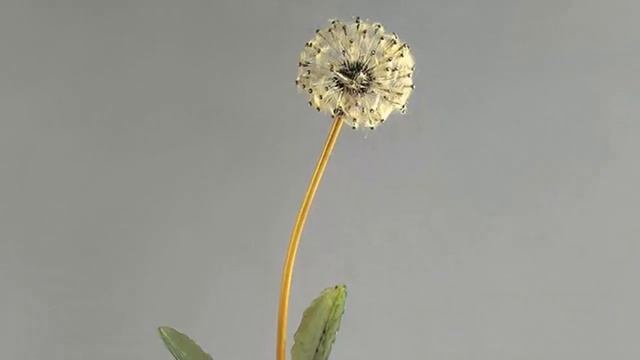 Вечно живые цветы мастеров фирмы Фаберже смотреть онлайн