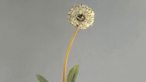 Вечно живые цветы мастеров фирмы Фаберже