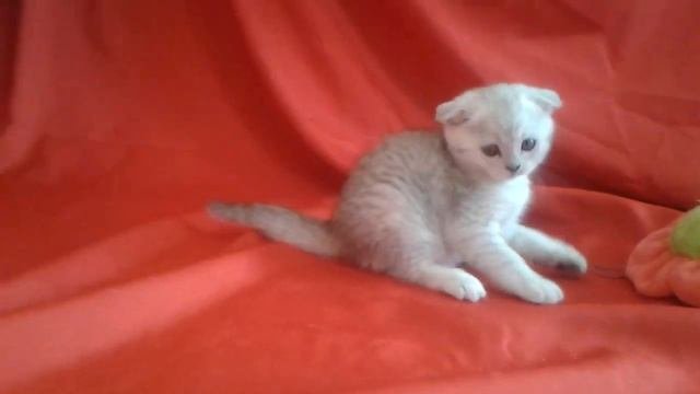 Шотландска вислоухая кошечка шиншилла