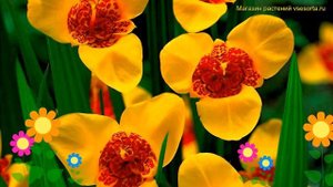 Тигридия павлиния Еллоу. Краткий обзор, описание характеристик tigridia pavonia Yellow