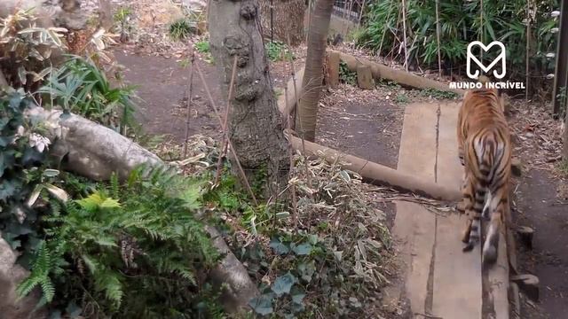 TIGRE E LEÃO SE ENCARANDO смотреть онлайн