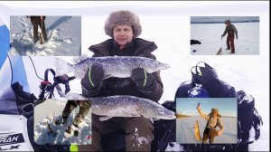 ЛОВЛЯ ЩУКИ НА ЖЕРЛИЦЫ ОГРОМНЫХ РАЗМЕРОВ, разгибают крючки , не лезут в лунки , Братский район.