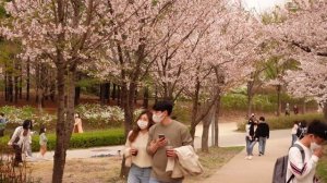 ГДЕ ЛУЧШЕ ВСЕГО ПОСМОТРЕТЬ НА САКУРУ В КОРЕЕ. ФЕСТИВАЛЬ ЦВЕТЕНИЯ САКУРЫ В КОРЕЕ. КОРЕЯ ВЛОГ