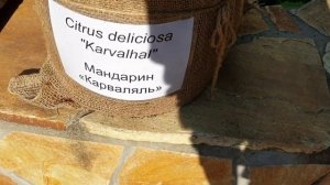 Как растет бергамот. Как растут цитрусовые. How to grow bergamot?