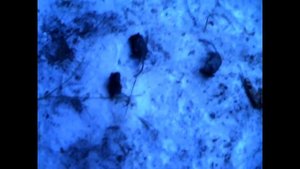 Ловят ли прямоушки и вислоушки мышек?