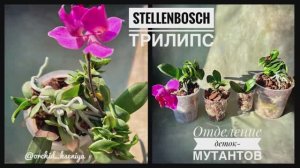 Отделяю деток орхидеи Стэлленбош с мутацией листьев | phal. Stellenbosch trilips ?Обзор-пересадка?