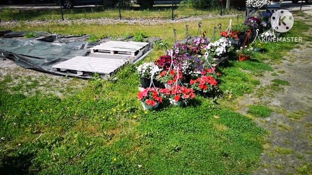 Цветы. Много и недорого смотреть онлайн