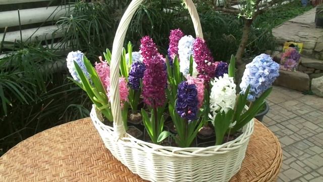 Первоцветы Волжского смотреть онлайн