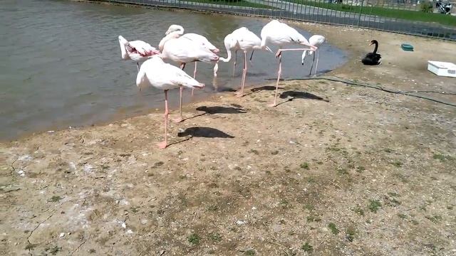 Экзотик парк, фламинго смотреть онлайн