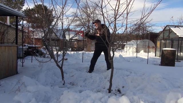 Особенности выращивания косточковых культур.