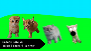 Недели котёнок сезон 2 серия 4 на tiktok