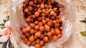 Заморозка облепихи на зиму