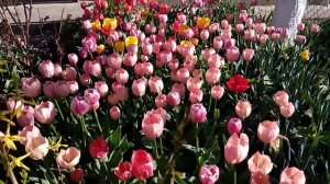 Весенний сад. Красота тюльпанов.