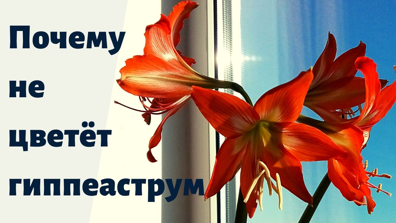 Почему не цветёт гиппеаструм. Основные ошибки. смотреть онлайн