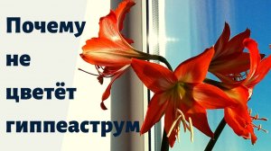 Почему не цветёт гиппеаструм. Основные ошибки.