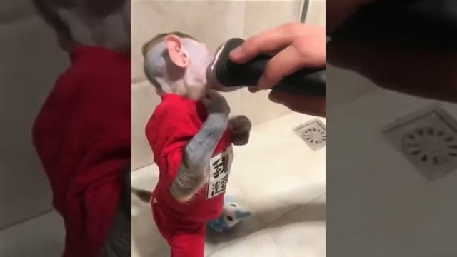 Обезьяна как домашнее животное ))))