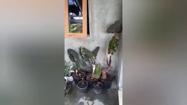 Trend Tanaman Hias Alocasia Sarawakensis Yucatan Princess смотреть онлайн