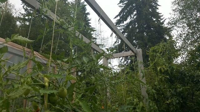Черноплодный томат  Де-Барао коричневый / Супер сорт для засолки и консервирования