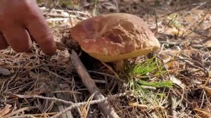 Охота за белыми грибами?