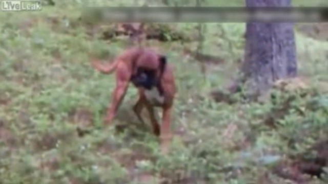 Такая вот дикая природа