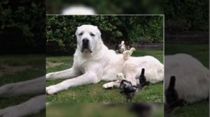 Бульдозер самая большая собака в России, порода Алабай