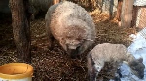 Латвийская темноголовая (Горьковская). Суточные ягнята (2/2)