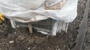 Зимовка Фейхоа на улице