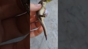 Спасаем беременную ящерицу. Новый хвост
