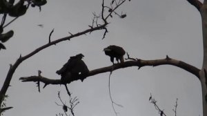 BALD EAGLES AND EAGLETS THREE RIVERS STATE PARK FLORDA ..CANON SX20