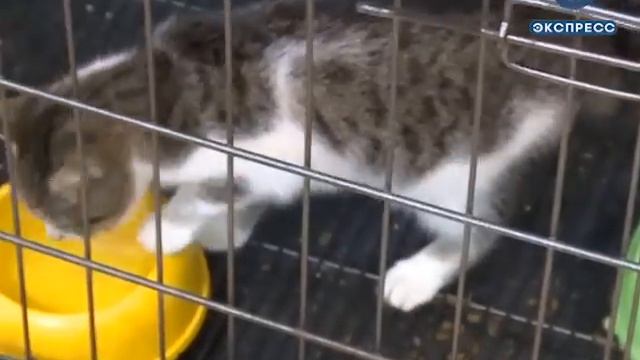В Пензе активисты будут следить за судьбой взятых из приюта питомцев смотреть онлайн