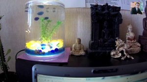Виталий Пискун: аквариумные рыбки гуппи - Днепропетровск 2016