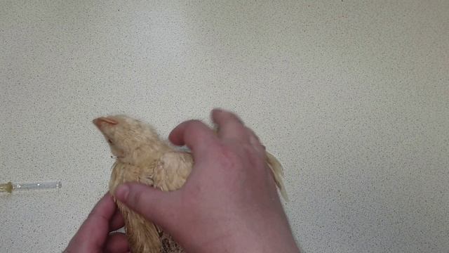 Бройлер  падает на лапы. Что делать