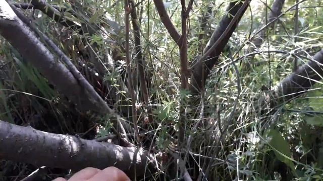 Рябинокизильник Позднякова