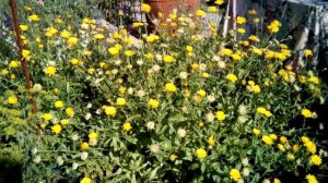 Цветы-сорняки в саду