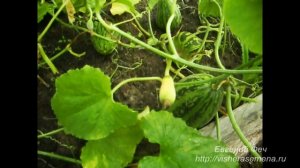 Китайская дыня Конфетка. Часть