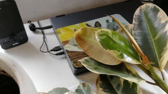 фикусы-ошибка выращивания,перелив смотреть онлайн