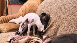 уиппет против скуки