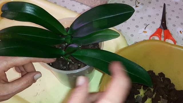 Парная Посадка Орхидей в размере 1,7' | Phal. Borneo, multiflora, aroma