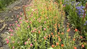 Красота! Цветёт гомфрена красная.