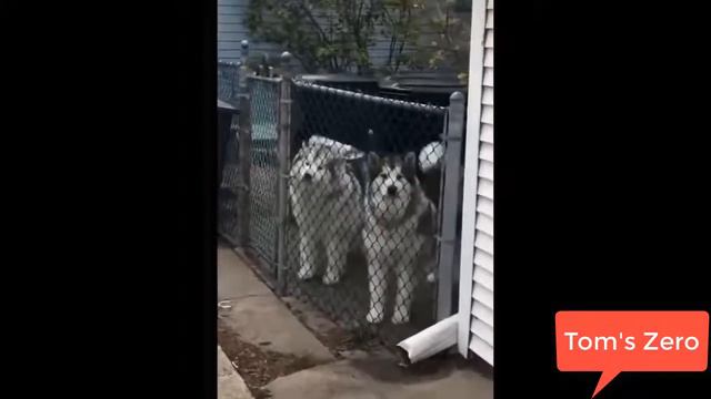 FUNNY ANİMALS' Life № 9 | СМЕШНЫЕ ЖИВОТНЫЕ! смотреть онлайн