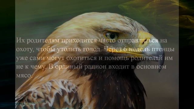 Любопытные факты об орлах. Хищник неба смотреть онлайн