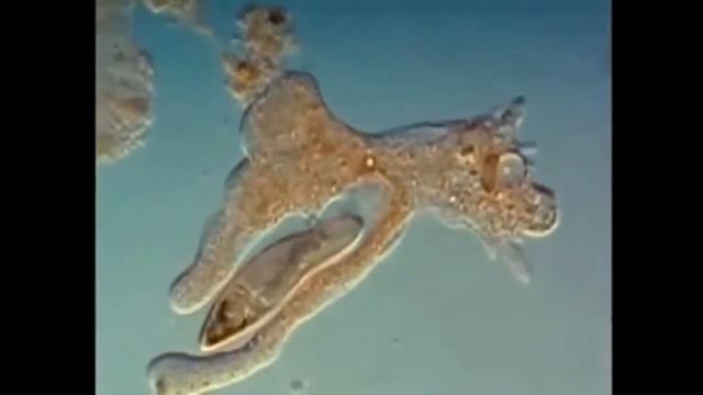 Biology in Ohio смотреть онлайн