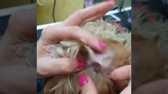 Как почистить ушки йорку смотреть онлайн